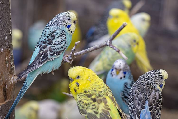 Günlük hayatta doğru bildiğimiz 25 yanlış - Resim: 9